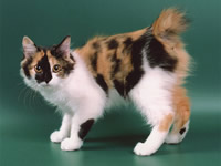 http://www.kleo.ru/encyclopedia/cat/elit/bobtail_kurilian_01.jpg
