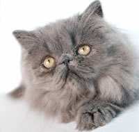 Персидская кошка Пепельно-голубой окрас (увеличить)