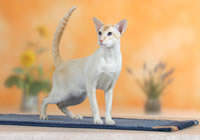 Сиамская кошка Ред-Табби-пойнт (увеличить)