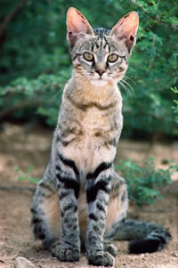 http://www.kleo.ru/encyclopedia/cat/wild/african_01.jpg