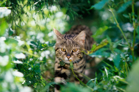 http://www.kleo.ru/encyclopedia/cat/wild/black_footed_cat_01b.jpg