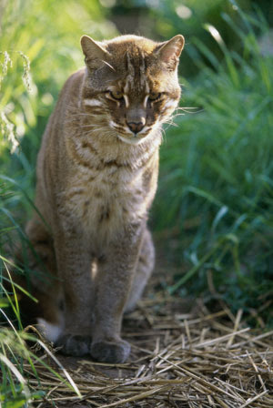 http://www.kleo.ru/encyclopedia/cat/wild/golden_asiatic_01b.jpg