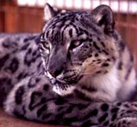 http://www.kleo.ru/encyclopedia/cat/wild/leopard_snow_01.jpg
