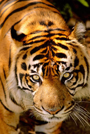 http://www.kleo.ru/encyclopedia/cat/wild/tiger_01b.jpg