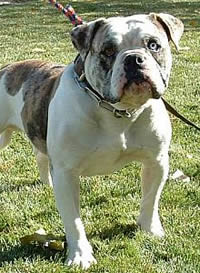 http://www.kleo.ru/encyclopedia/dog/alapaha_bulldog_01m.jpg