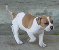 http://www.kleo.ru/encyclopedia/dog/alapaha_bulldog_03m.jpg
