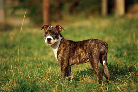  - American_staffordshire_terrier_01