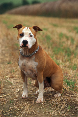  - American_staffordshire_terrier_02