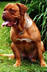 http://www.kleo.ru/encyclopedia/dog/bordeaux_bulldog_01.jpg