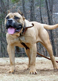 http://www.kleo.ru/encyclopedia/dog/canario_01m.jpg