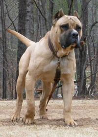 http://www.kleo.ru/encyclopedia/dog/canario_03m.jpg