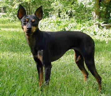  - ( -) English_toy_terrier_01