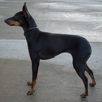  - ( -) English_toy_terrier_02