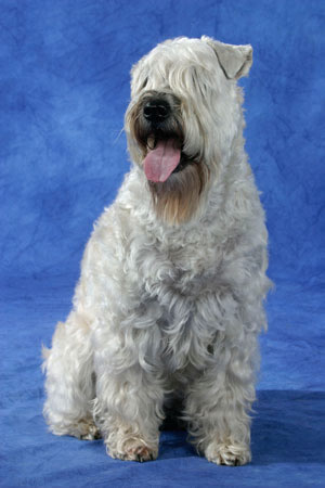 http://www.kleo.ru/encyclopedia/dog/irish_terrier_01.jpg
