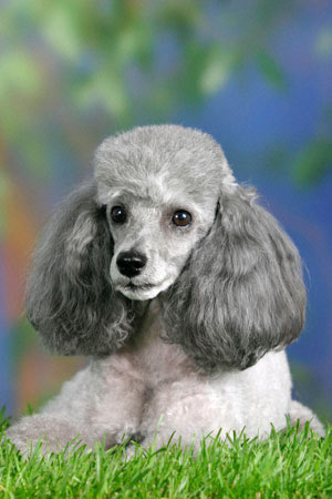 http://www.kleo.ru/encyclopedia/dog/miniature_poodle_05.jpg