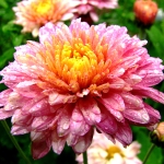  - Chrysanthemum 