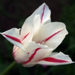  - Tulipa