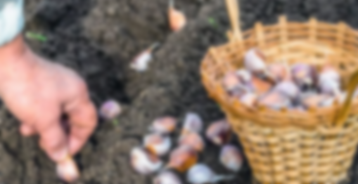 Когда сажать чеснок весной в ростовской области thumbnail