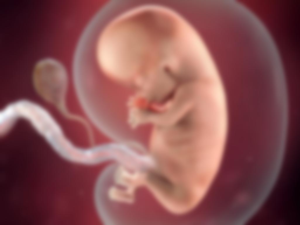 Картинки или фото развития ребенка в утробе матери