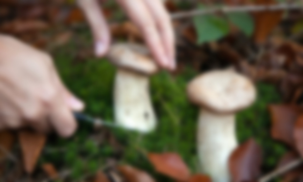 К чему снится собирать грибы во сне женщине сонник миллера thumbnail