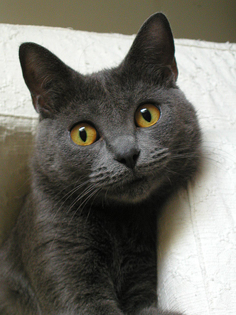 http://www.kleo.ru/encyclopedia/cat/elit/chartreux_01b.jpg