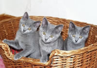 Картезианские котята (шартрез) (увеличить)