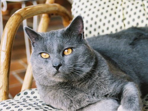 Raça Chartreux Roba da gatto, Razze di gatti, Felino