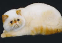 Экзотическая короткошерстная кошка (увеличить)