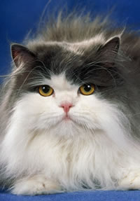 Персидская кошка Двухцветный окрас (увеличить)