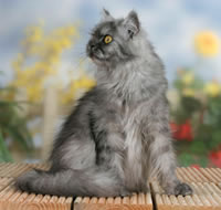 Персидская кошка Дымчатый окрас (увеличить)