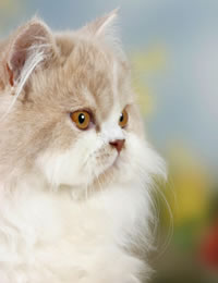Персидская кошка Кремовый окрас (увеличить)