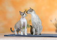 Сиамская кошка и Девон-Рекс (увеличить)