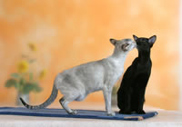 Сиамская кошка и Ориентальная (увеличить)