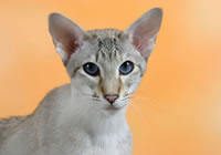 Сиамская кошка Торти-Табби-пойнт (увеличить)