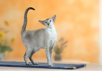 Сиамская кошка Сил-Торти-Табби-пойнт (увеличить)