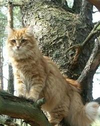 Сибирская кошка (увеличить)