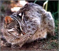 Бенгальская дикая кошка (увеличить)