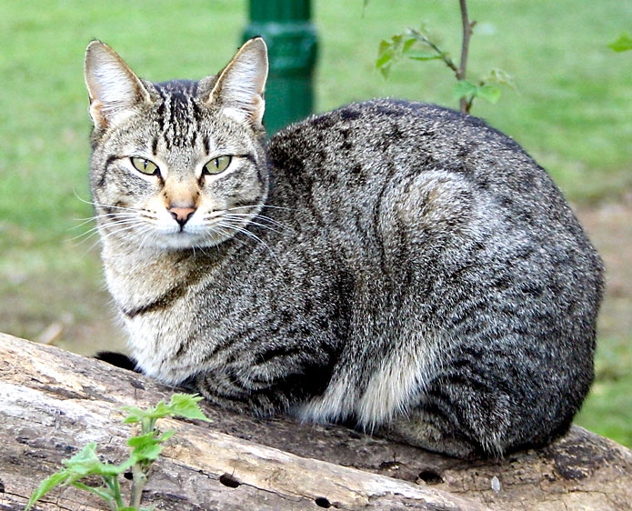 Кошачья энциклопедия на Клео - Лесная дикая кошка
