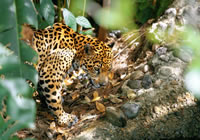 Ягуар (увеличить)