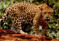 Ягуар (увеличить)