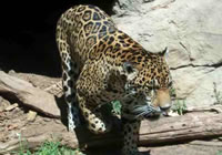 Ягуар (увеличить)