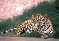 Ягуар (увеличить)