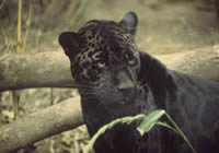 Ягуар (увеличить)