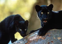 Ягуар (увеличить)