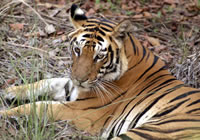 Тигр Индийский (увеличить)