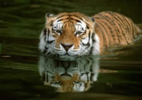 Тигр Сибирский  (увеличить)
