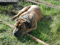 Американский пит-бультерьер (увеличить)