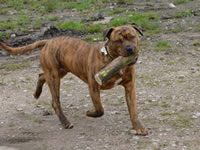 Американский пит-бультерьер (увеличить)