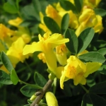 Акация - Acacia