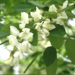 Акация - Acacia